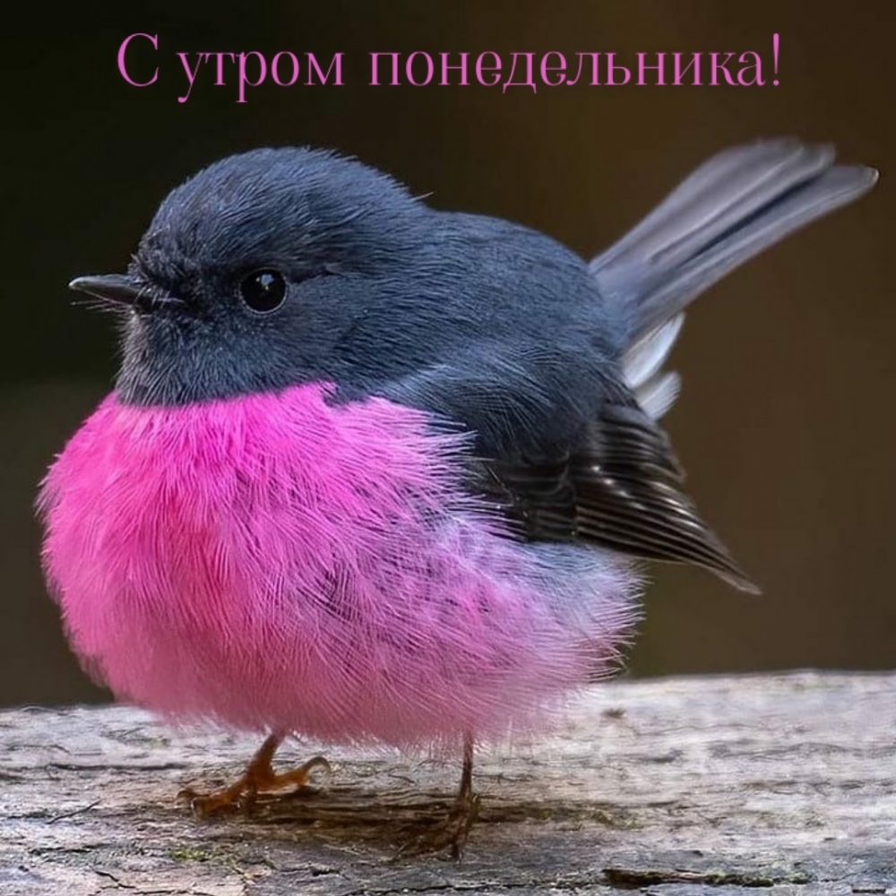 С утром понедельника!