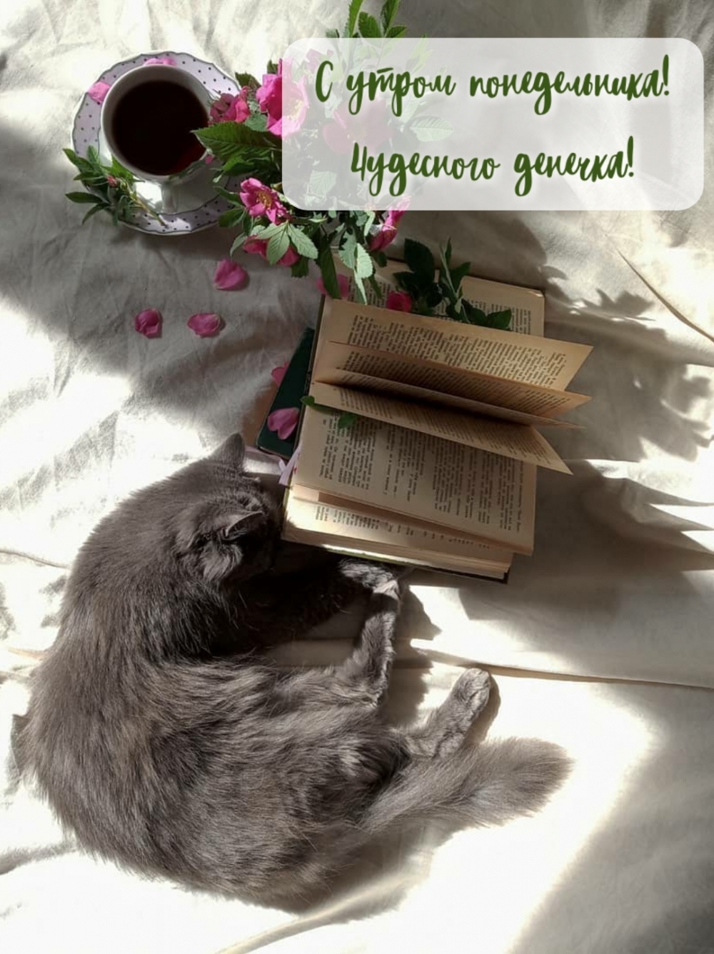 С утром понедельника! Чудесного денечка!