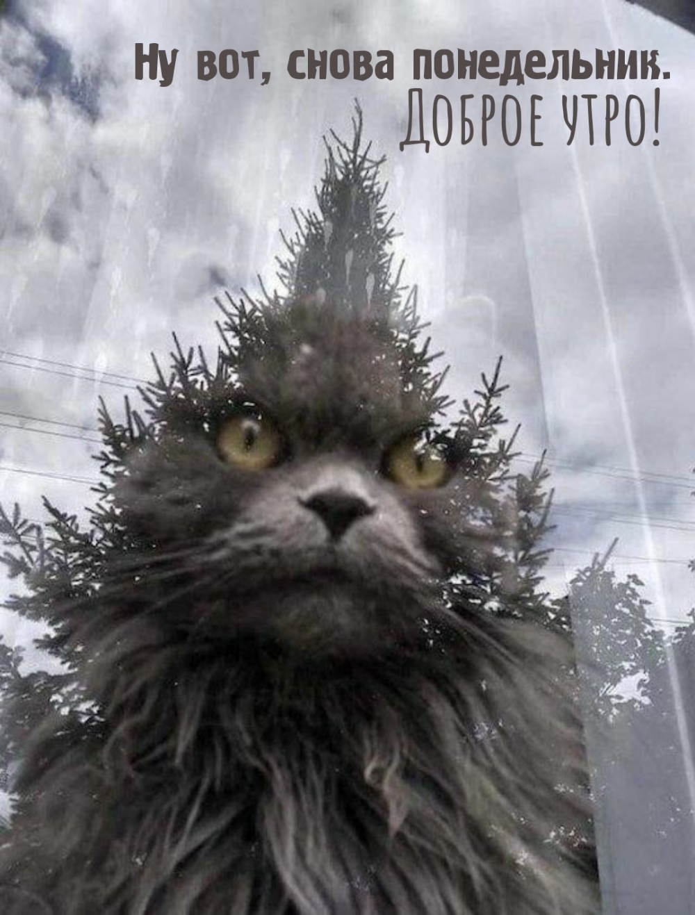 Ну вот, снова понедельник. Доброе утро!