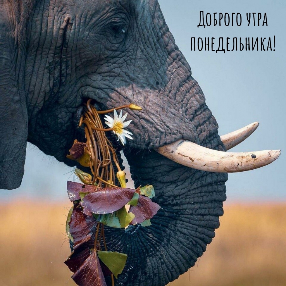 Доброго утра понедельника!