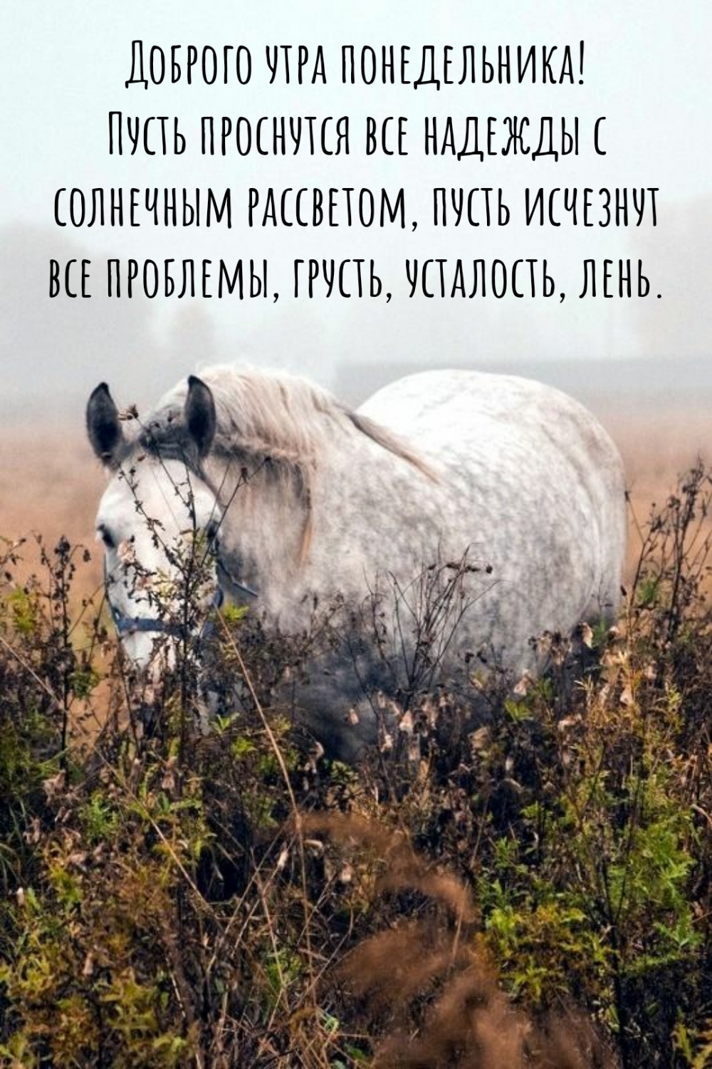 Доброго утра понедельника! Пусть проснутся все надежды