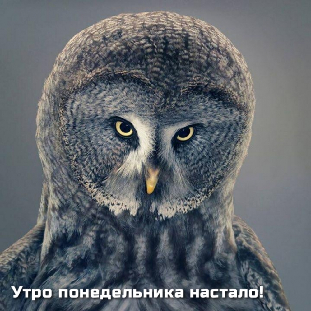 Утро понедельника настало!