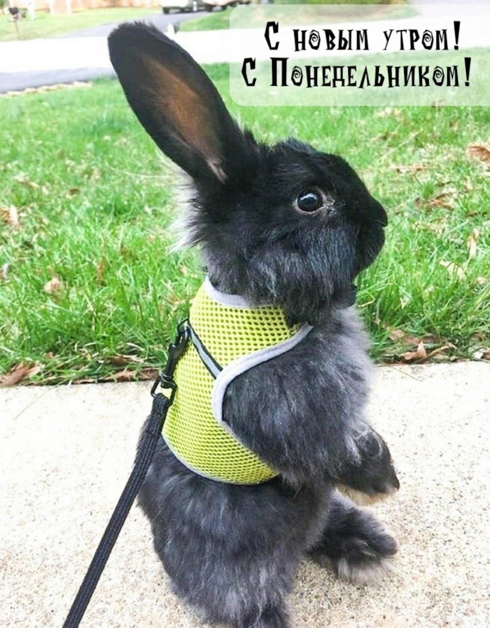 С новым утром! С Понедельником!