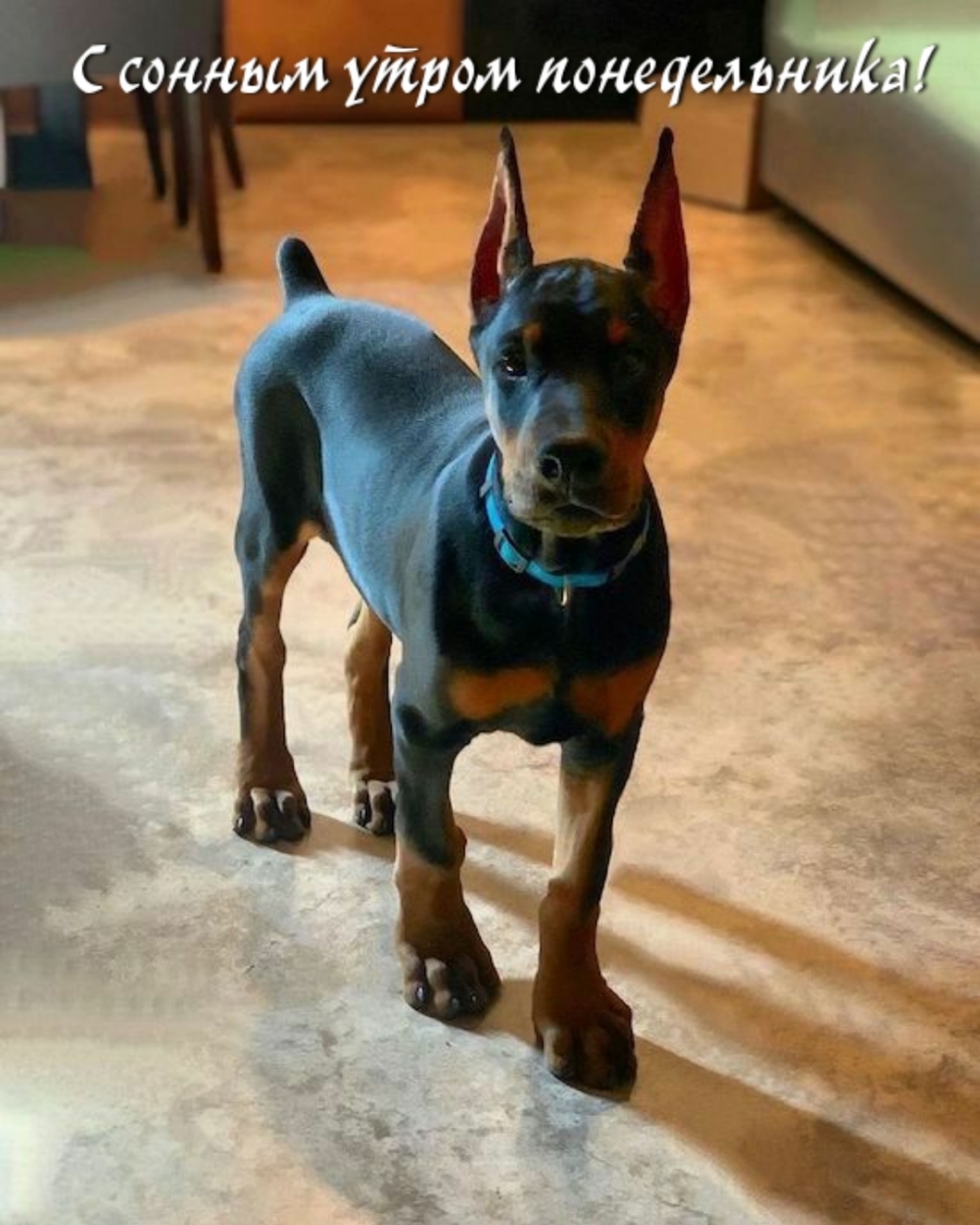 С сонным утром понедельника!