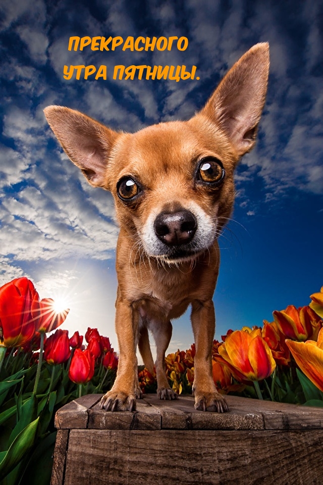 Прекрасного утра пятницы.