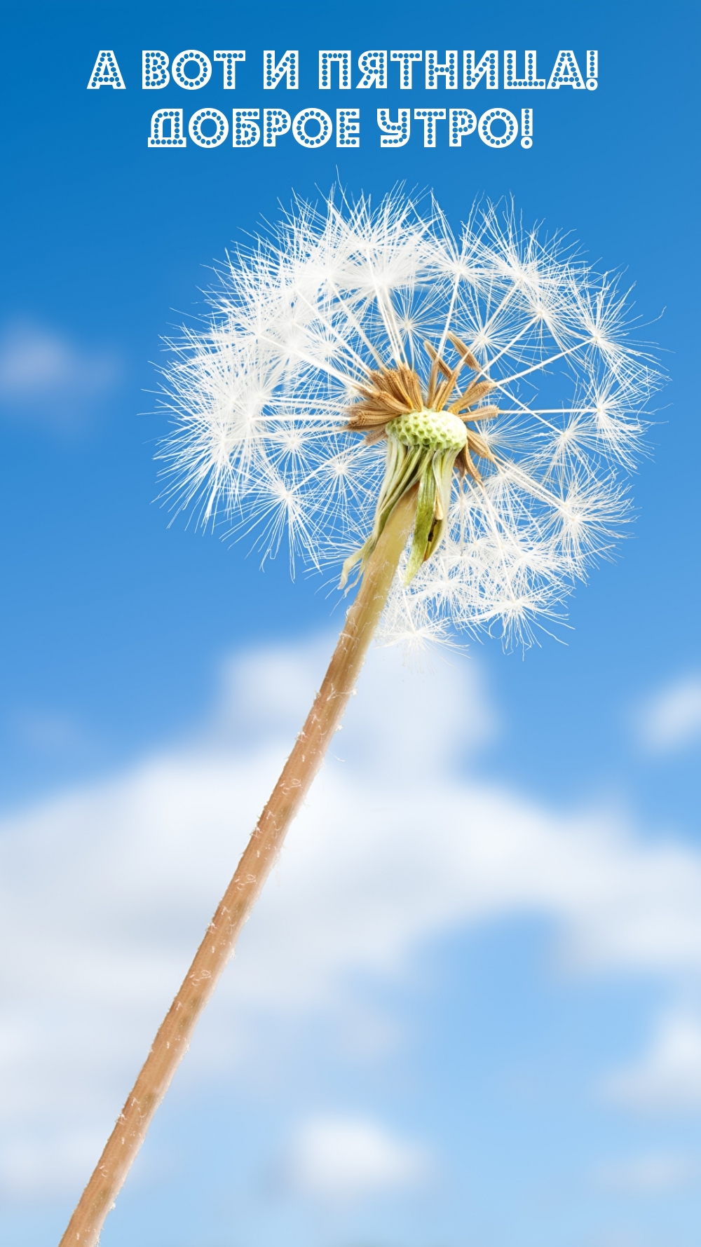 А вот и пятница! Доброе утро!