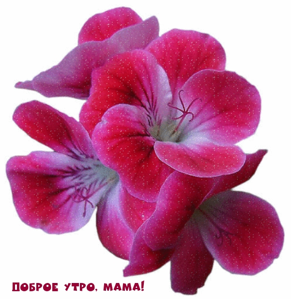 Доброе утро, мама!