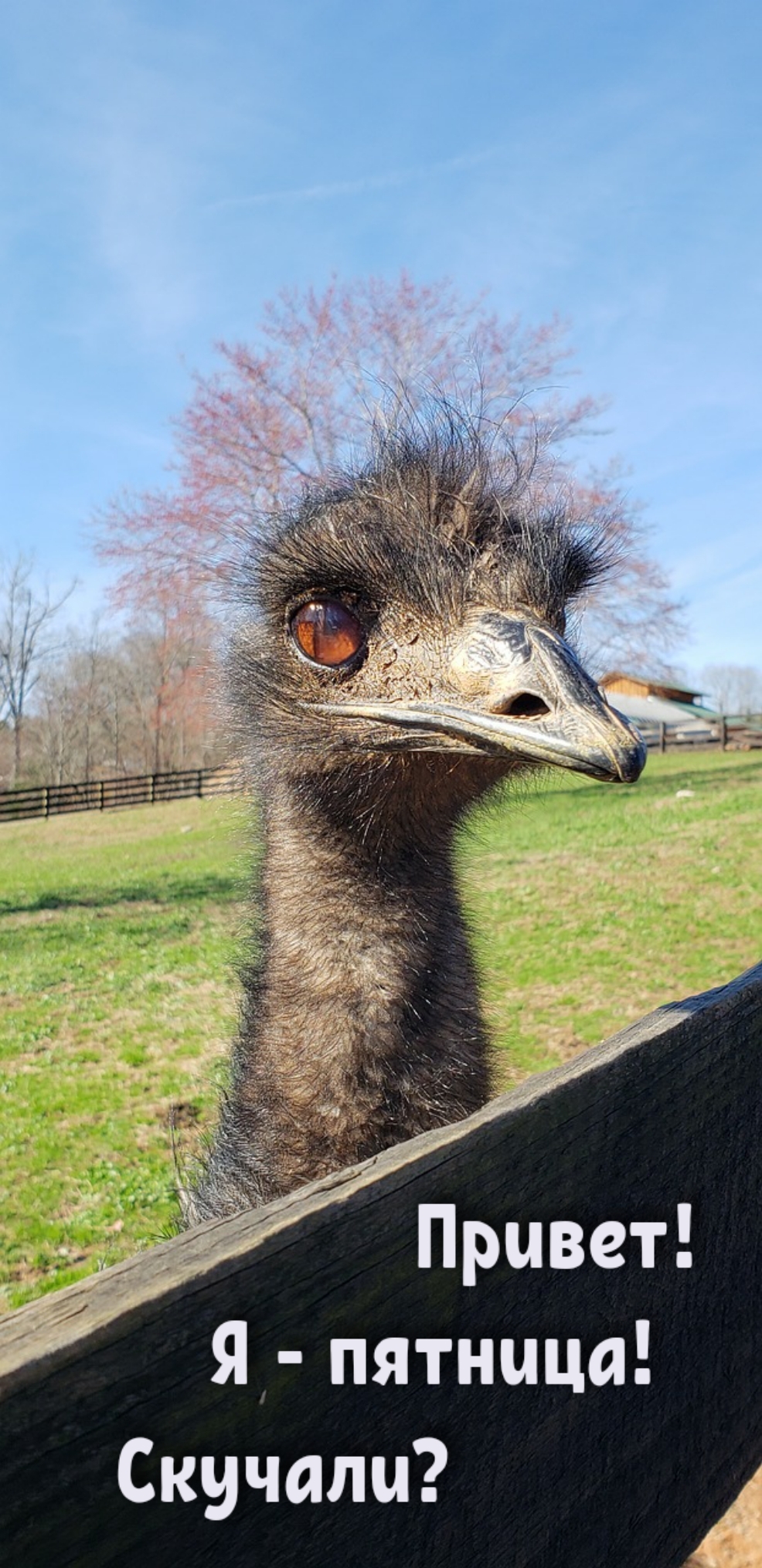 Привет! Я — пятница! Скучали?