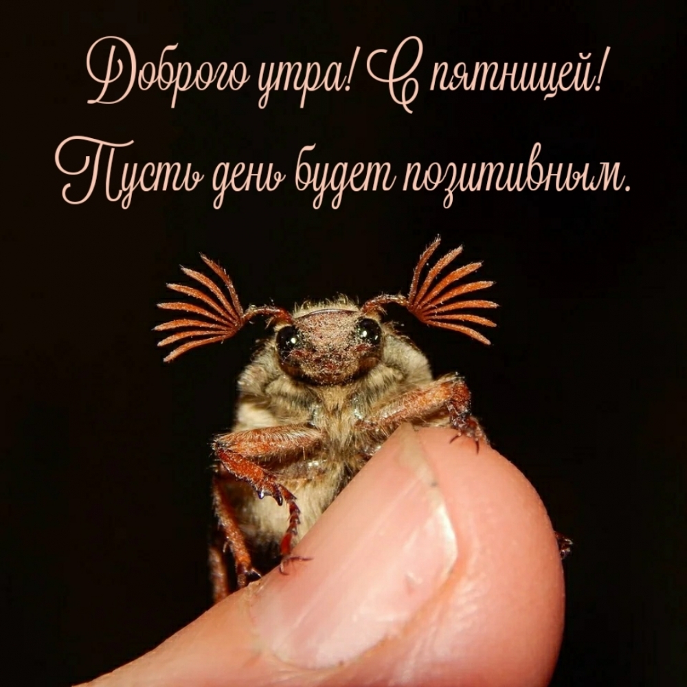 Доброго утра! С пятницей! Пусть день будет позитивным.