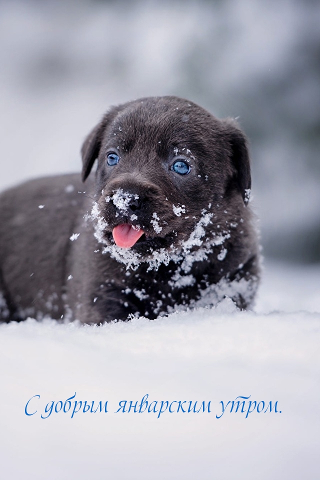 С добрым январским утром.