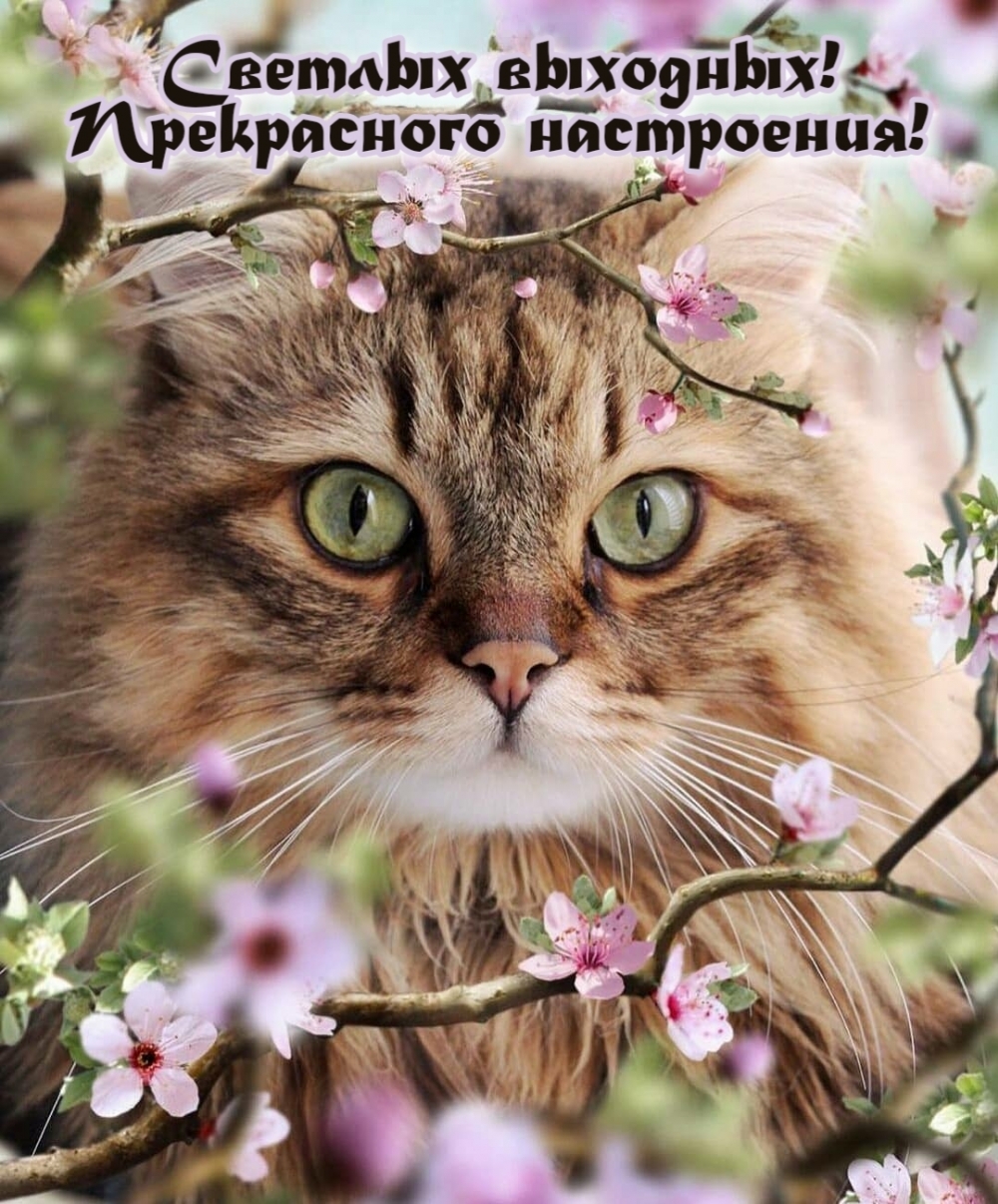 Светлых выходных! Прекрасного настроения!