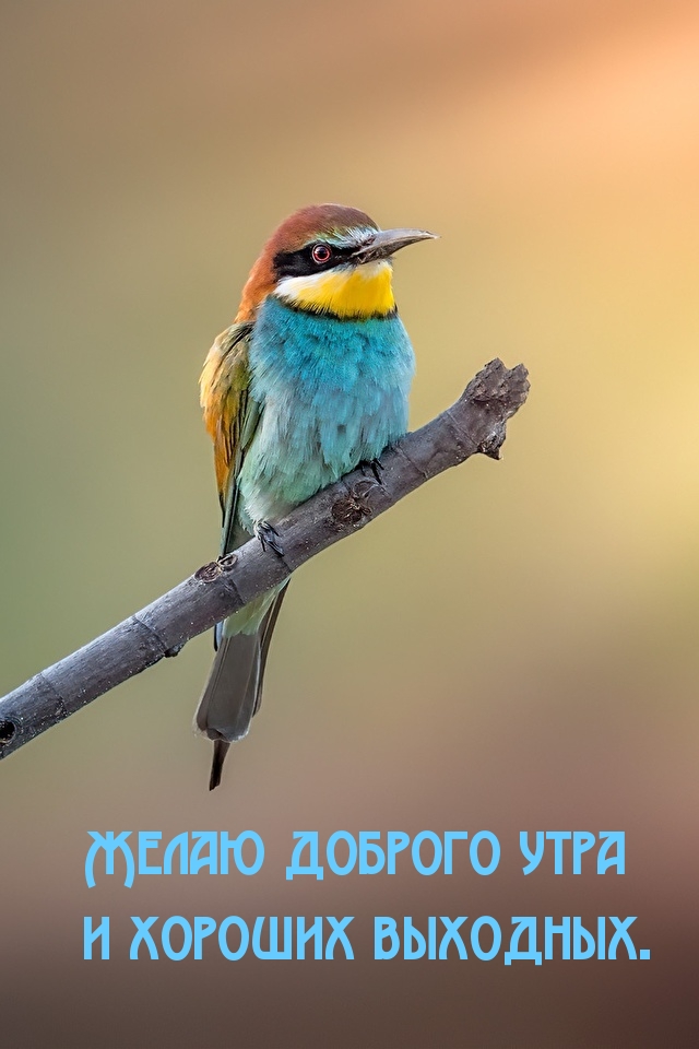 Желаю доброго утра и хороших выходных.