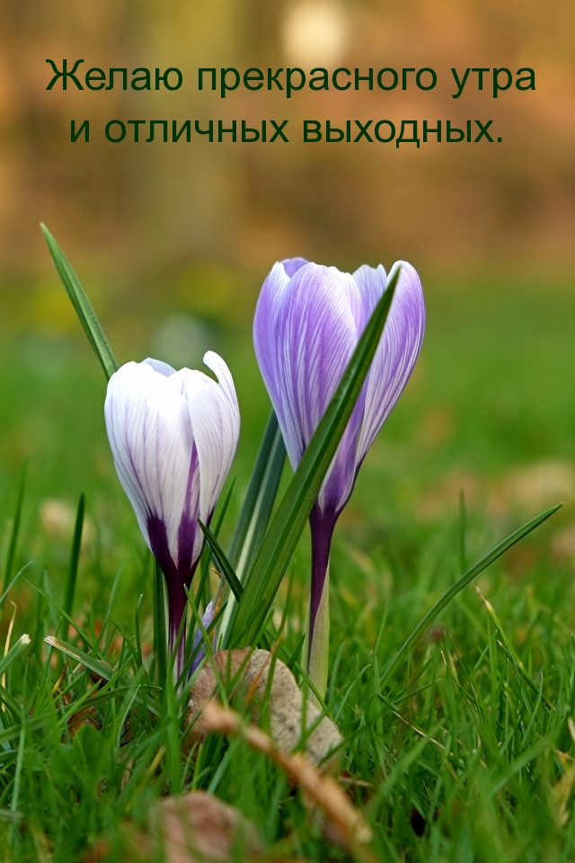 Желаю прекрасного утра и отличных выходных.