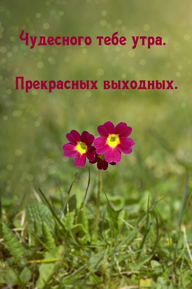 Чудесного тебе утра. Прекрасных выходных.