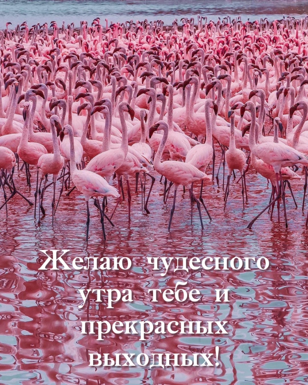 Желаю чудесного утра тебе и прекрасных выходных!