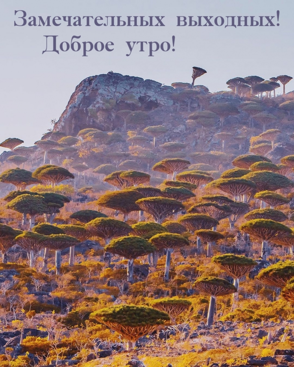 Замечательных выходных! Доброе утро!
