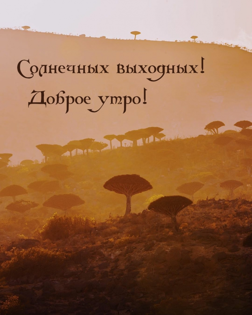 Солнечных выходных! Доброе утро!