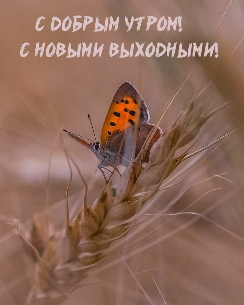 С добрым утром! С новыми выходными!