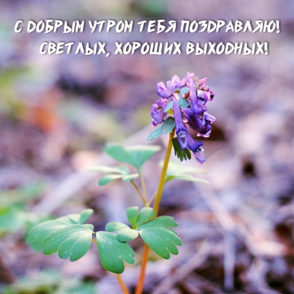 С добрым утром тебя поздравляю! Светлых, хороших выходных!
