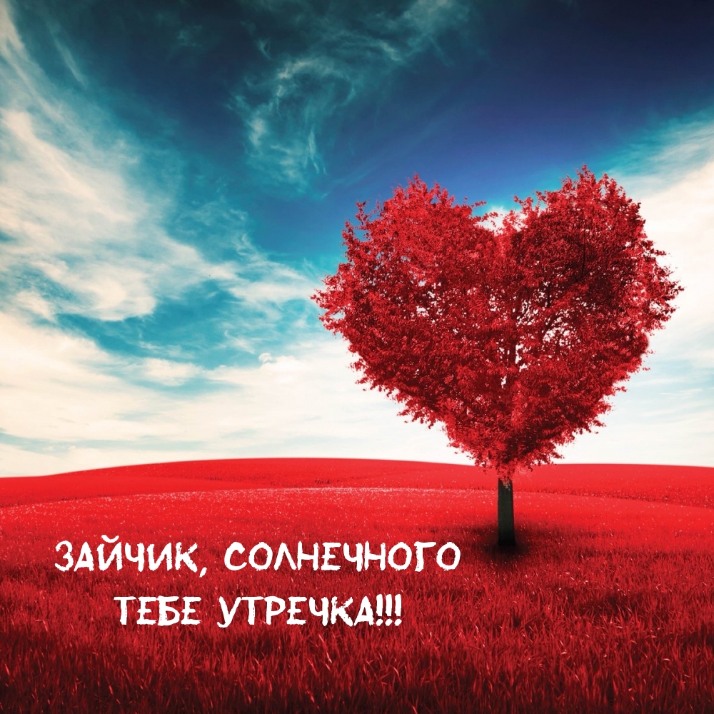 Зайчик, солнечного тебе утречка!