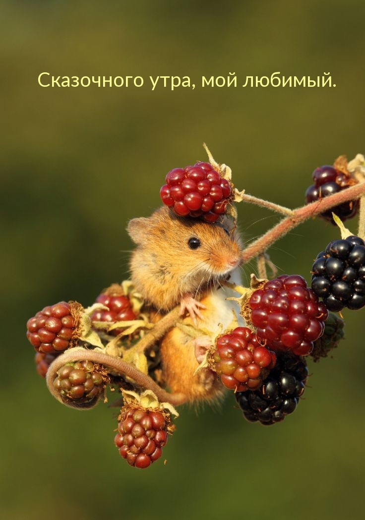 Сказочного утра, мой любимый.