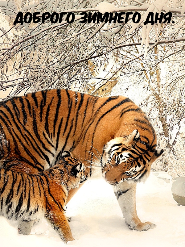 Доброго зимнего дня.