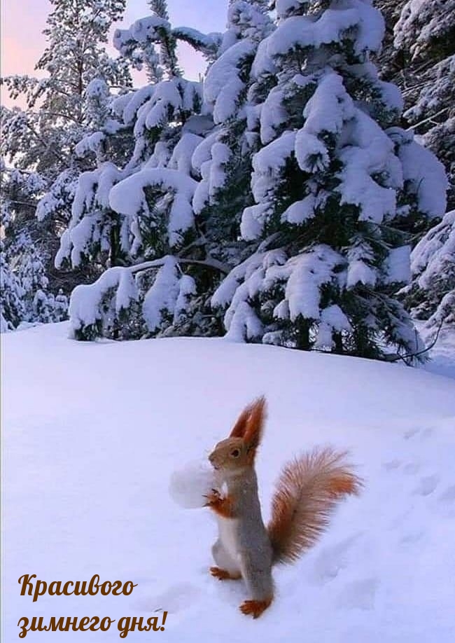 Красивого зимнего дня!