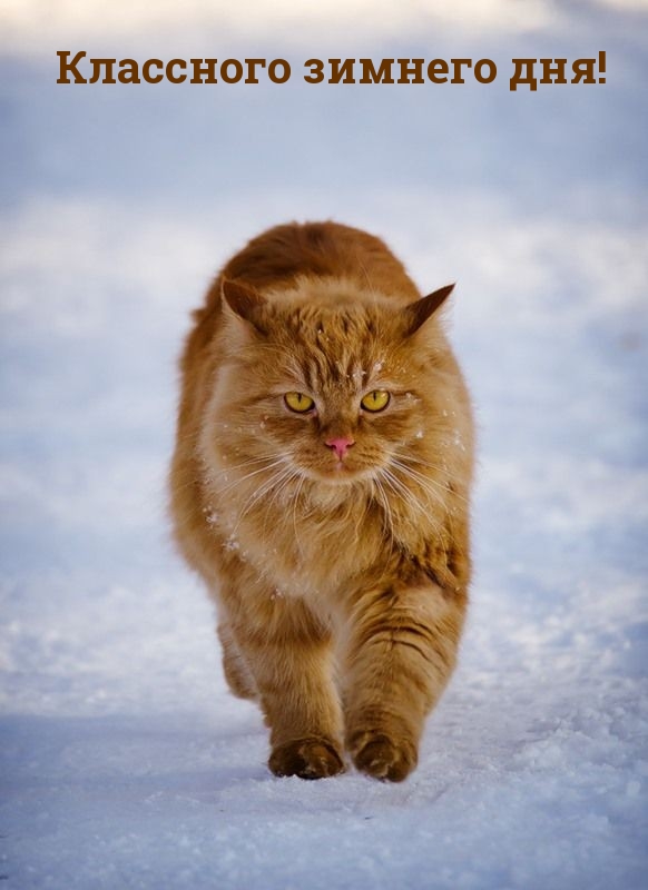 Классного зимнего дня!