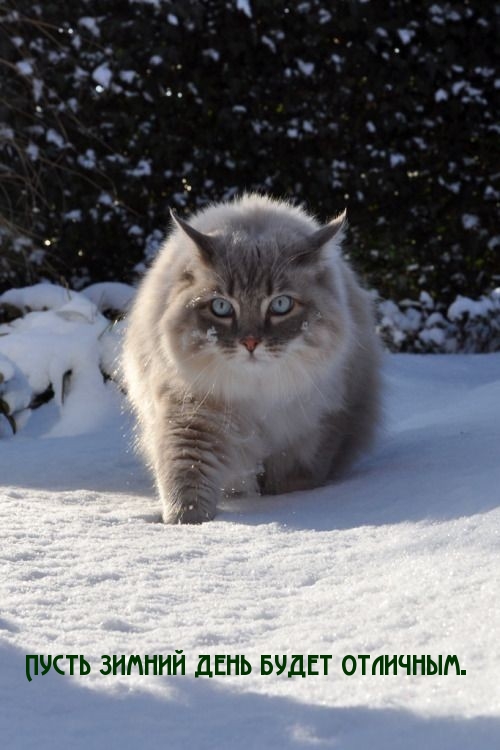 Пусть зимний день будет отличным.