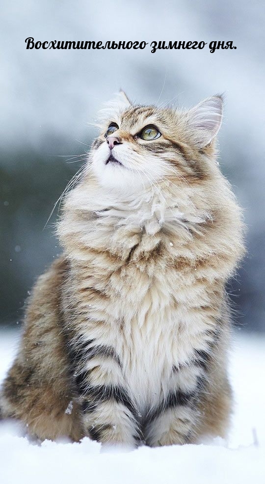 Восхитительного зимнего дня.