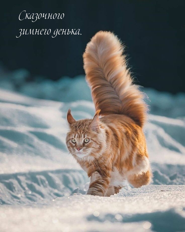 Сказочного зимнего денька.