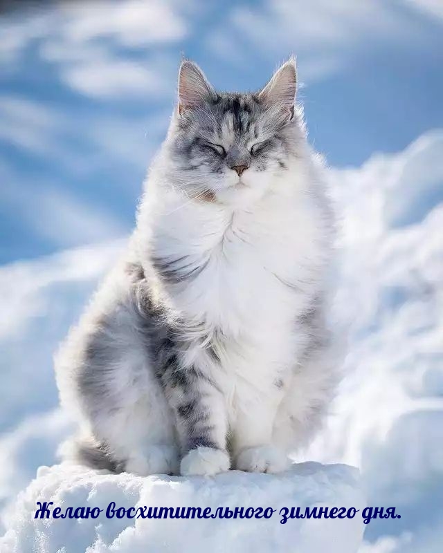 Желаю восхитительного зимнего дня.