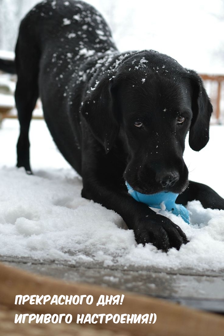 Прекрасного дня! Игривого настроения!)