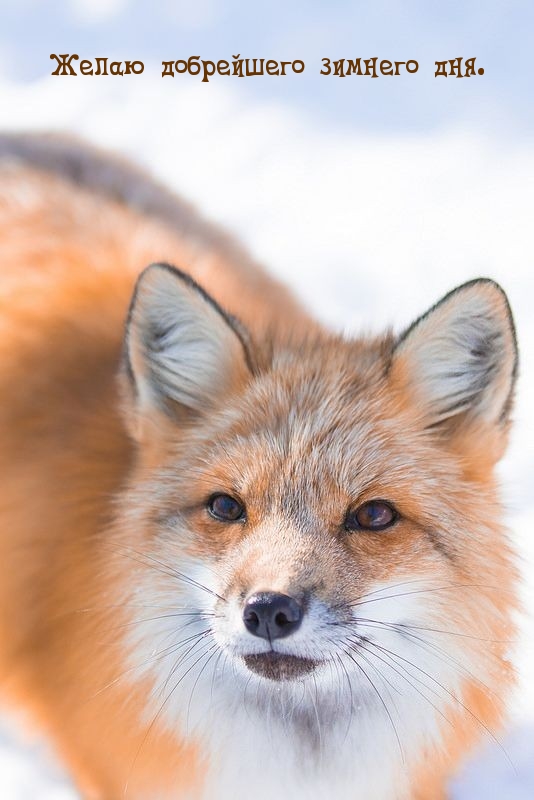 Желаю добрейшего зимнего дня.