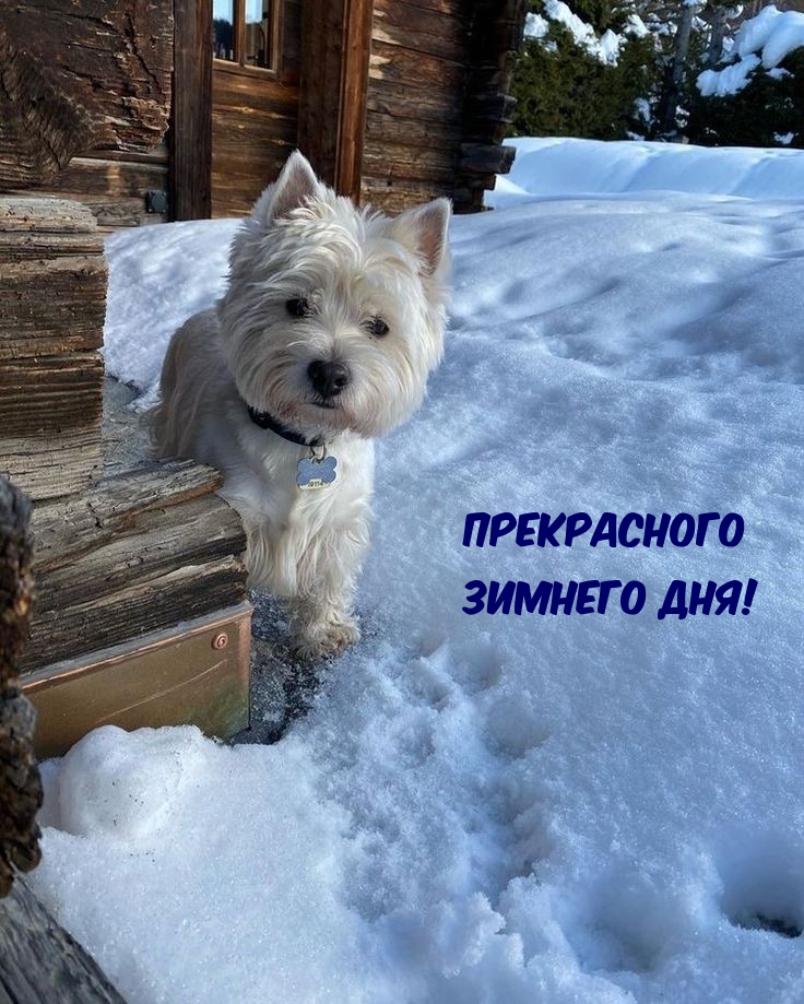 Прекрасного зимнего дня!