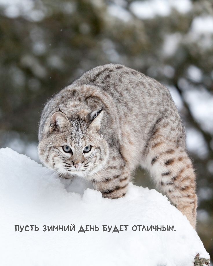 Пусть зимний день будет отличным.