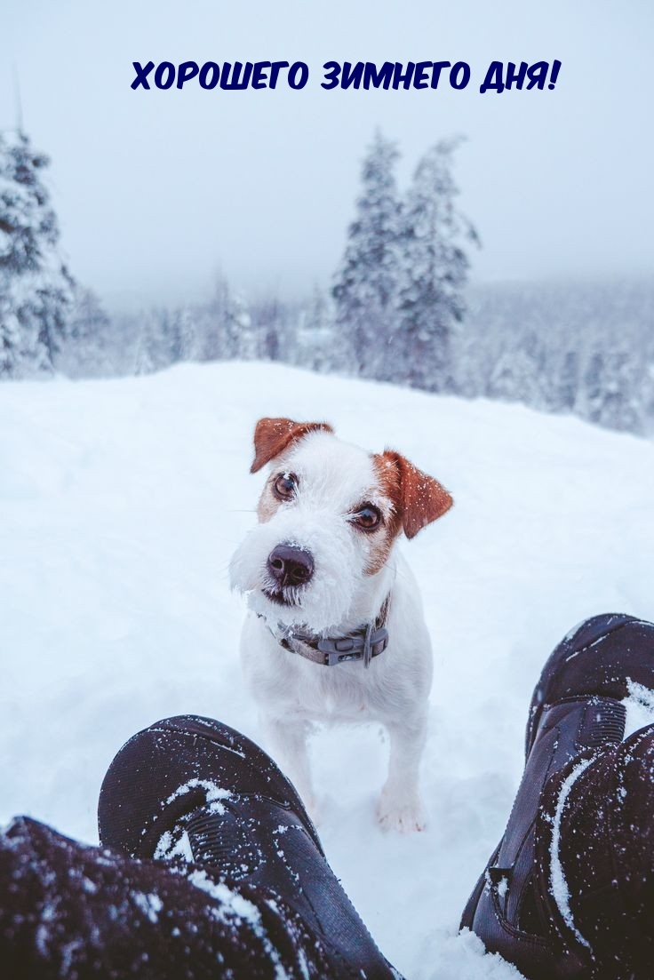 Хорошего зимнего дня!