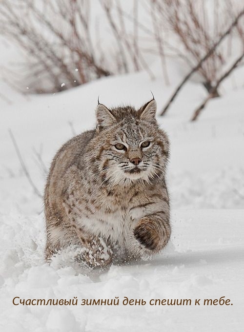 Счастливый зимний день спешит к тебе.