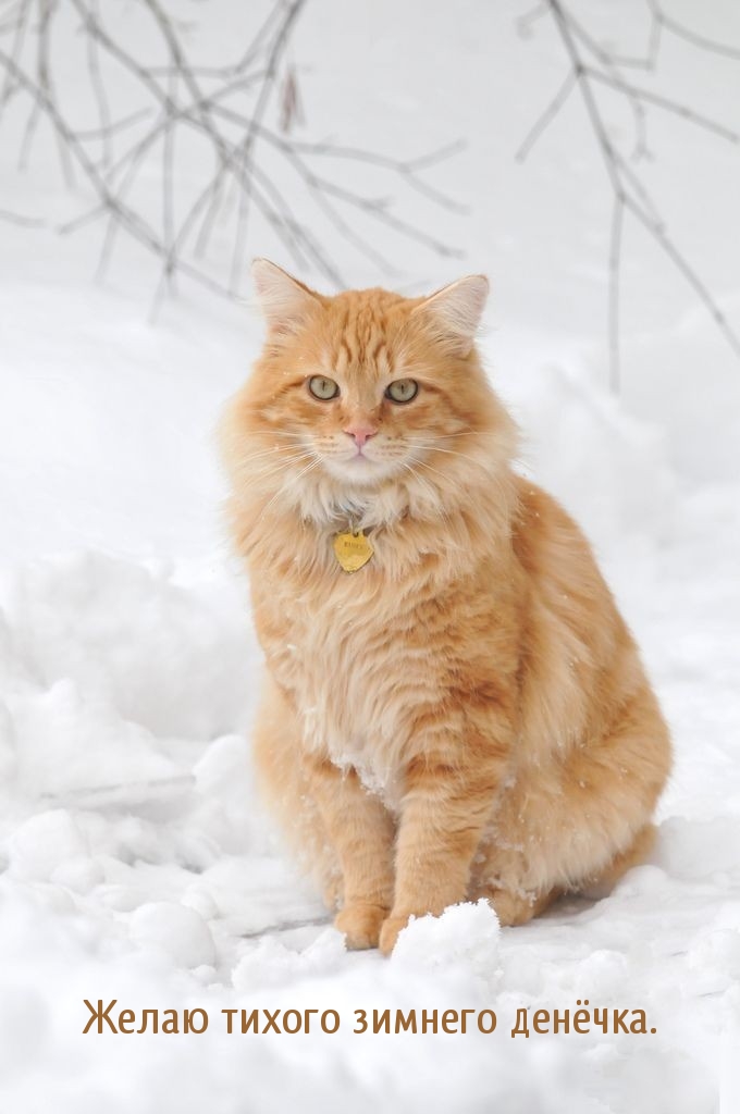 Желаю тихого зимнего денёчка.