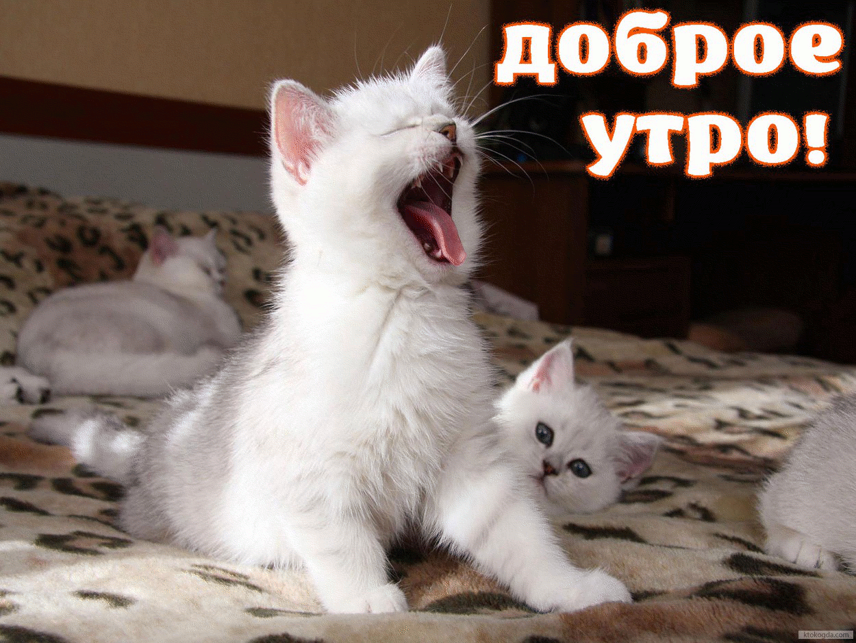 Доброе утро! Котик