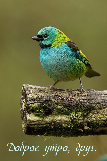 Доброе утро, друг.