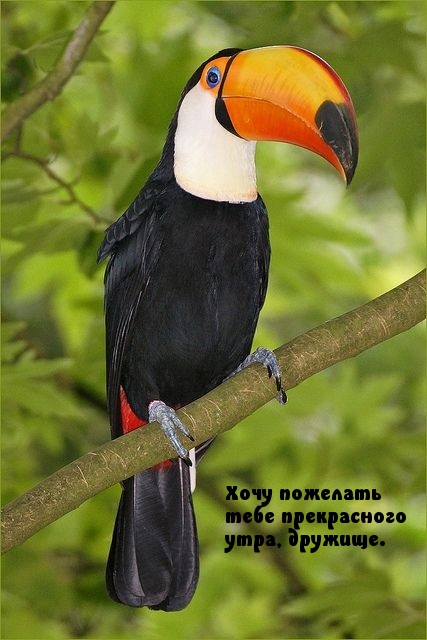 Хочу пожелать тебе прекрасного утра, дружище.