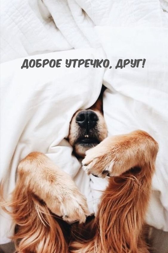 Доброе утречко, друг!