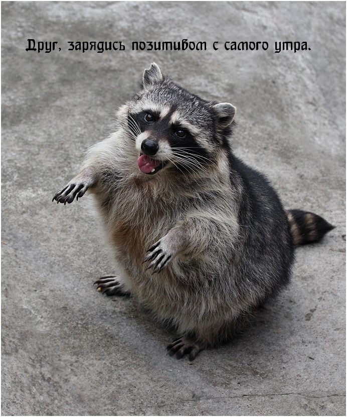 Друг, зарядись позитивом с самого утра.