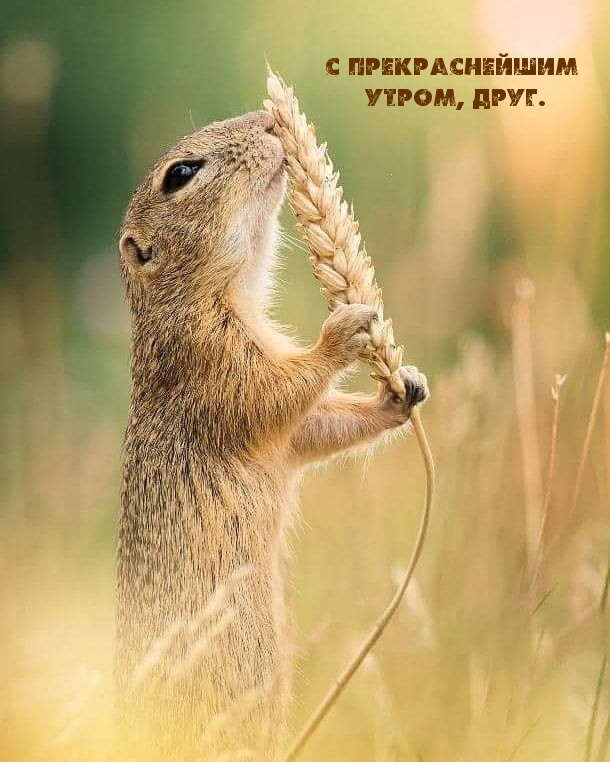 С прекраснейшим утром, друг.