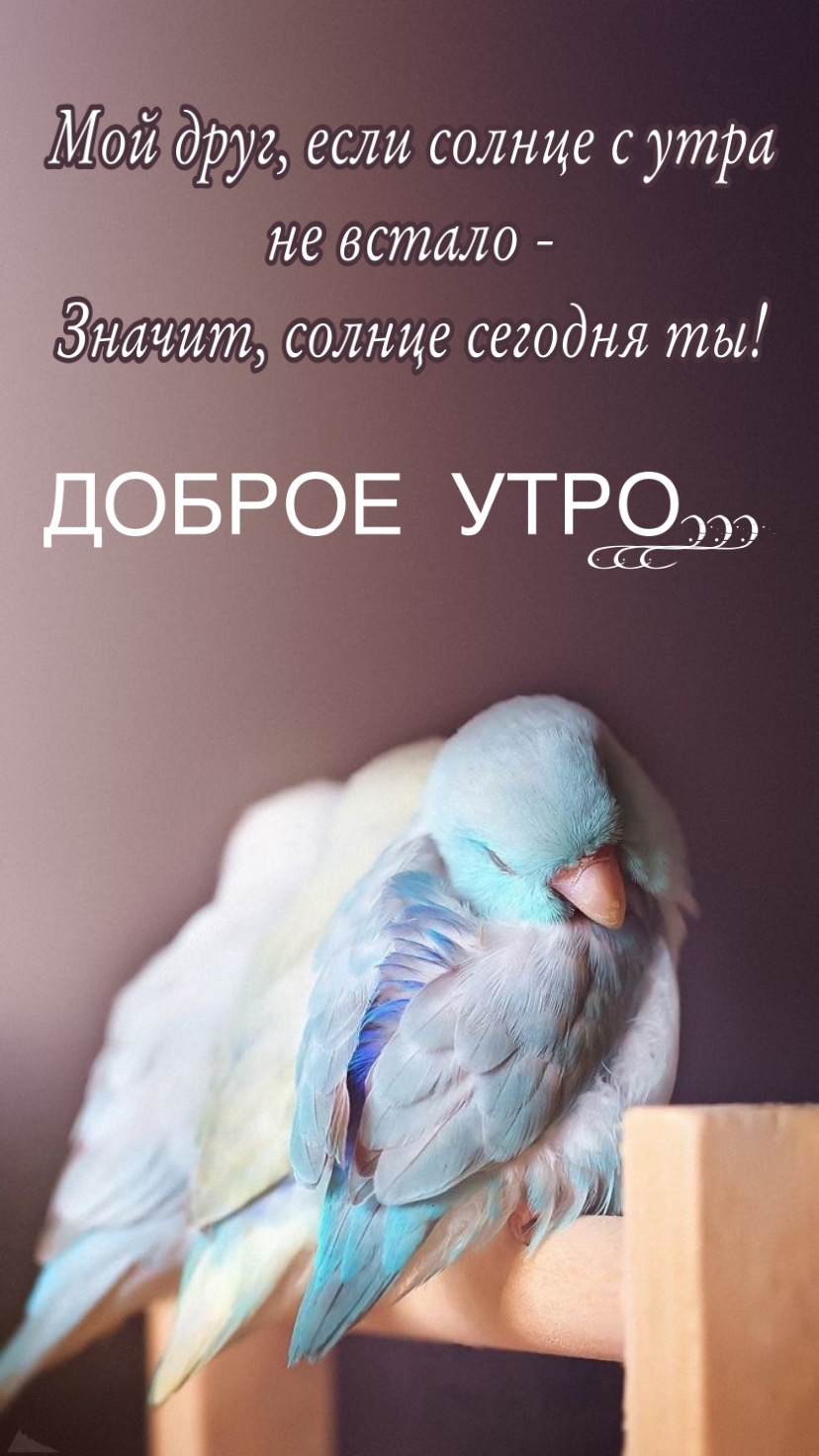 Мой друг, если солнце с утра не встало — значит, солнце сегодня ты!
