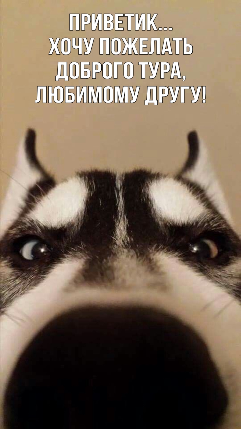 ПРИВЕТИК… Хочу пожелать доброго тура, любимому другу!
