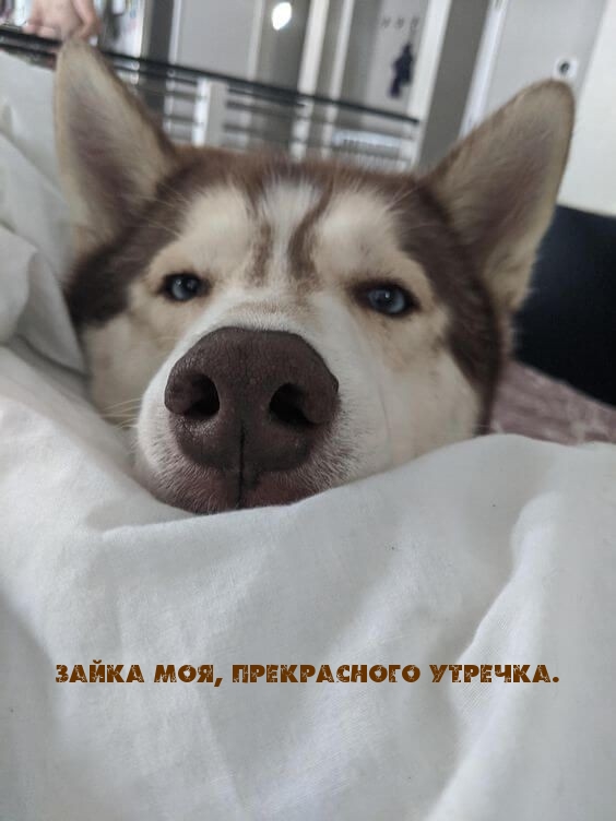 Зайка моя, прекрасного утречка.