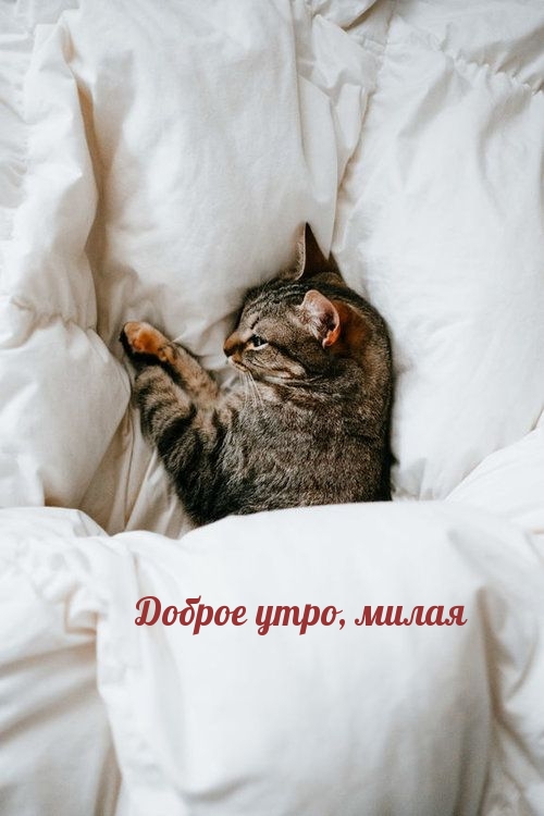 Доброе утро, милая