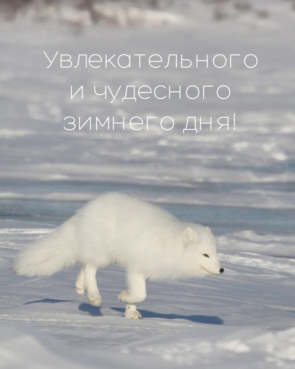 Увлекательного и чудесного зимнего дня!